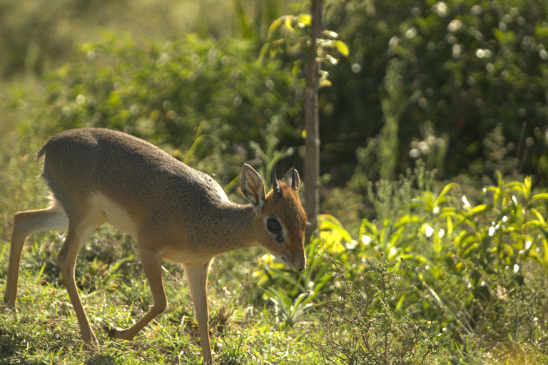 Discover Aberdare Park, Lake Naivasha & Hells Gate (3 days) Aberdare Park, Lake Naivasha & Hell's Gate (from Nairobi)