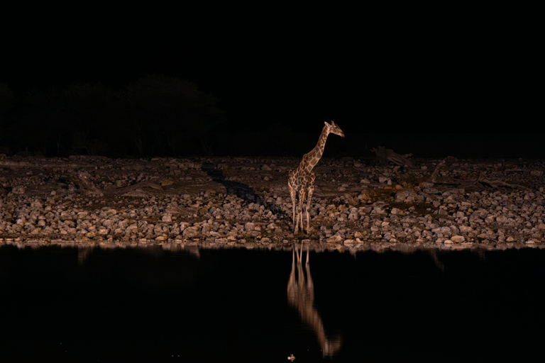 Mombasa: Tsavo West Overnight Safari & Night Drive at Ziwani