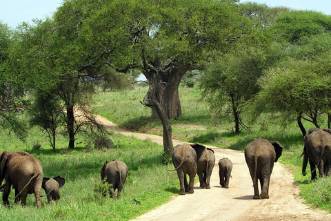 4 Tage Selous, Tarangire und Serengeti Wildtier-Safari.