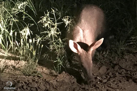 Victoria Falls Night Game drive with Bush Dinner