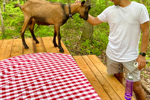 Quebec City: Guided Goat Hike & Beaver Dam Visit with Picnic