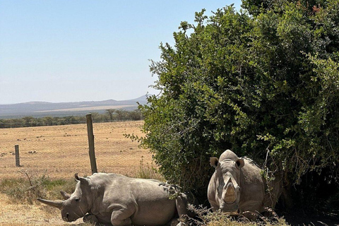 Nairobi:1 Day Ol Pejeta Excursion with guide and transfer Private Overnight in a tourist van