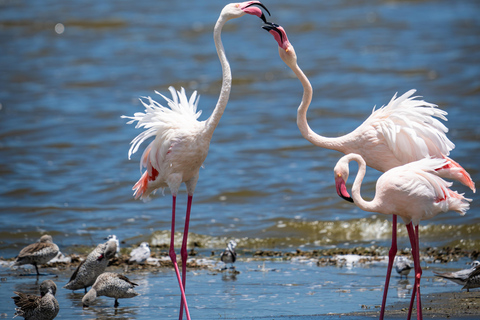 Serengeti : 4 jours d'expédition privée de luxe pour les Big Five