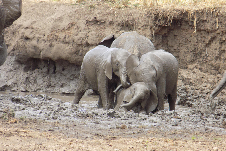 阿鲁沙：3日国家公园导游Safari游
