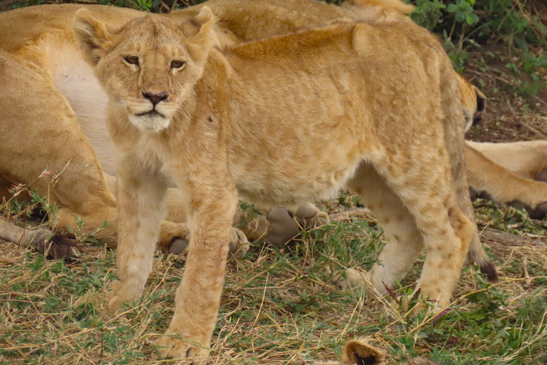 SERENGETI: 2-Days Fly-In Safari to Serengeti and Ngorongoro