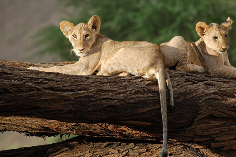 03 DAYS EXCITING MASAI MARA SAFARI