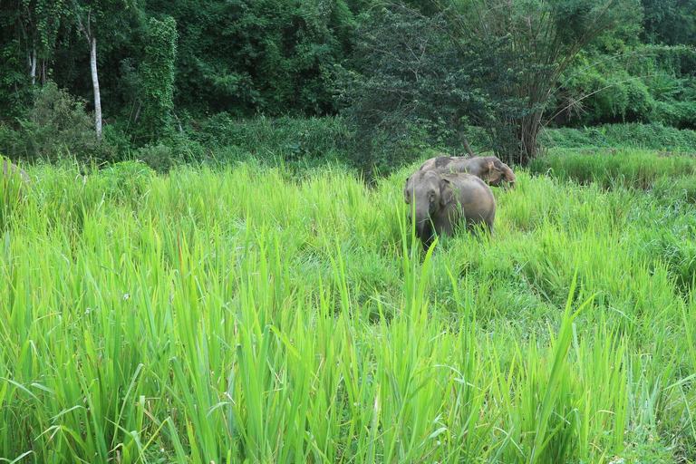 Chiang Mai: Elephant Sanctuary &amp; Jungle Trek w/ WaterfallSanctuary,Trekking,waterfall and bamboo rafting