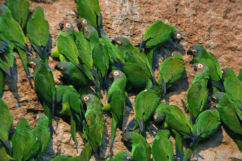 Puerto Maldonado: Cachuela Parrots Clay Lick Sunrise Tour