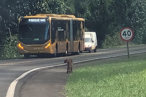 Iguazu Extreme Day: Sunrise, São João Trail & Macuco Safari