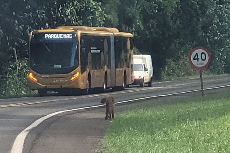 Iguazu Extreme Day: Sunrise, São João Trail & Macuco Safari