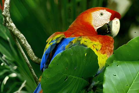 Visit to Corcovado National Park via the San Pedrillo station