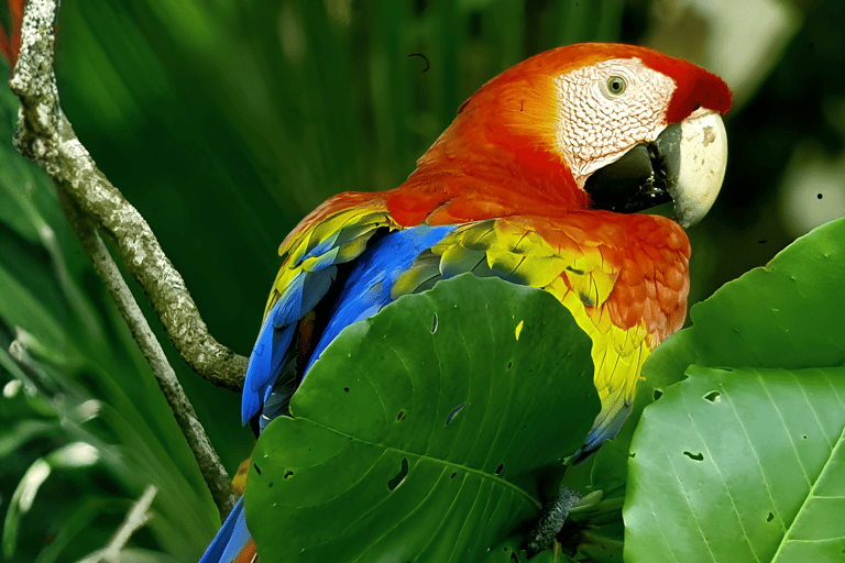 Visit to Corcovado National Park via the San Pedrillo station