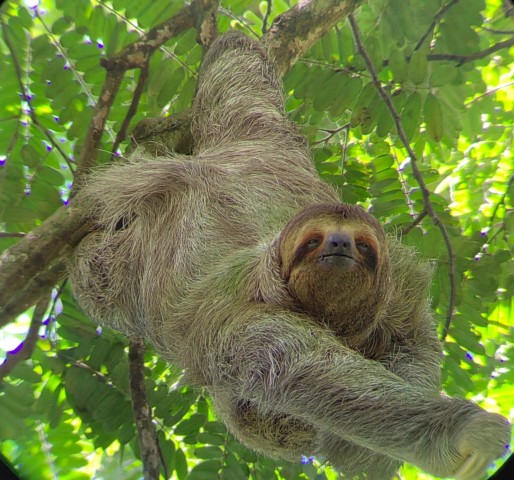 Visit Manuel Antonio National Park walking tour to spot animals in Manuel Antonio, Costa Rica