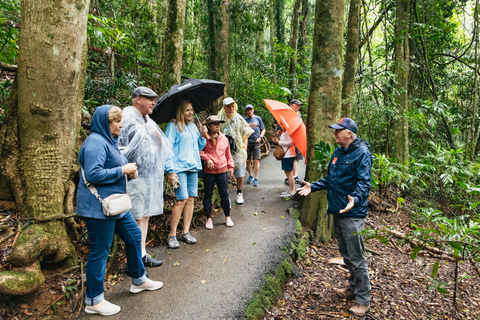 Desde Brisbane: selva y cueva de gusanos bioluminiscentes