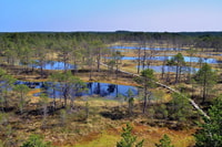 Desde Tallinn, excursión guiada de senderismo Bog-Shoe - Hizvo