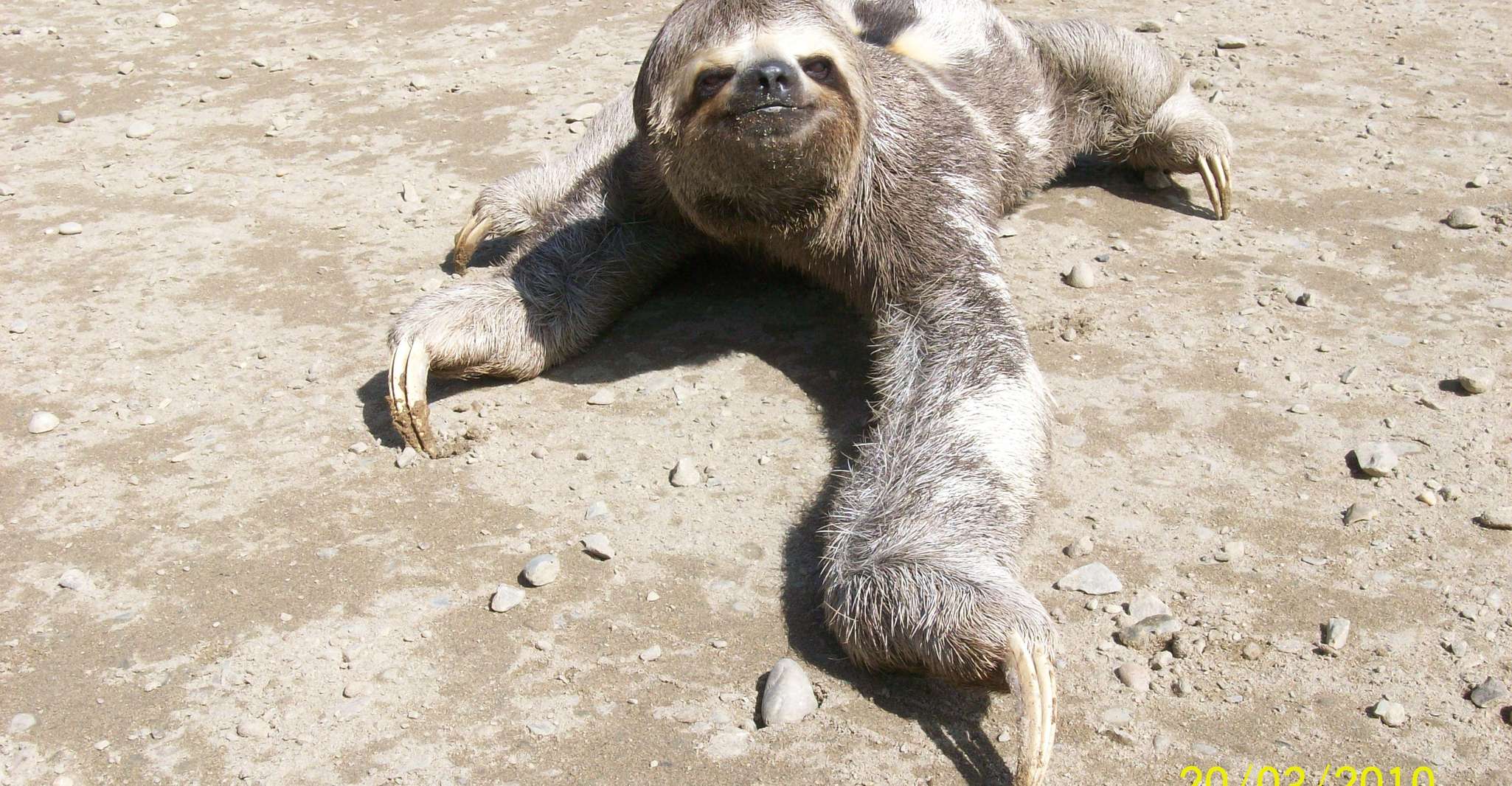 Alla ricerca dell'orso bradipo e visitare il rifugio delle scimmie. - Housity