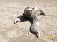 Looking for the Sloth Bear and visit the Monkey Refuge. - Housity