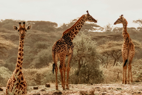 4-Day Shared Safari Experience Tanzania Northern Route