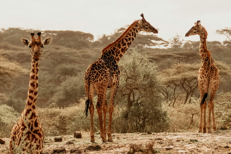 4-Day Shared Safari Experience Tanzania Northern Route