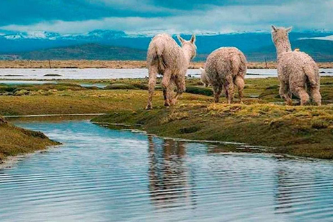 Depuis Arequipa - Excursion aux chutes d&#039;eau de Pillones - Journée complète