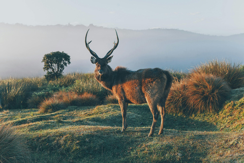 Sri Lanka 10-Day Cultural Triangle Tour+5 Star Accommodation