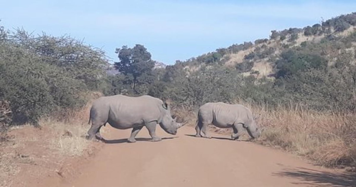 Kruger national park tour 4day-3nights (open safari vehicle) | GetYourGuide