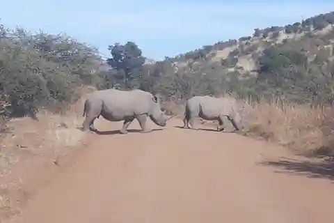Visite du parc national Kruger 4 jours-3 nuits (véhicule safari ouvert)