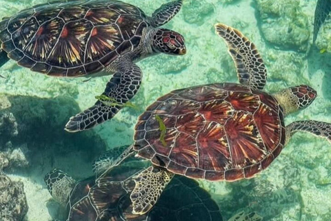 Zanzibar : excursion « Salaam Cave Swimming with Turtles » (baignade avec les tortues dans la grotte de Salaam)Visiteurs de la visite privée de Paje, Kizimkazi, Michanvi, Jambia