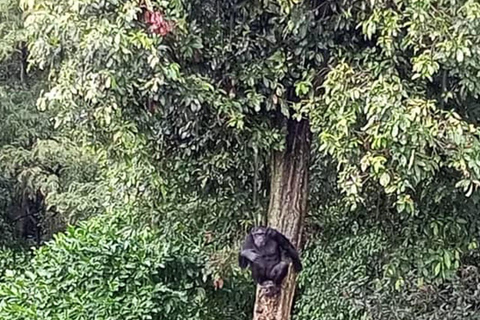 3-Day Chimpanzee Visit-Kibaale NP