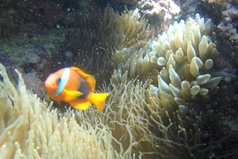 瓦努阿图：海龟与浮潜之旅（含午餐）瓦努阿图：海龟与浮潜之旅，含午餐