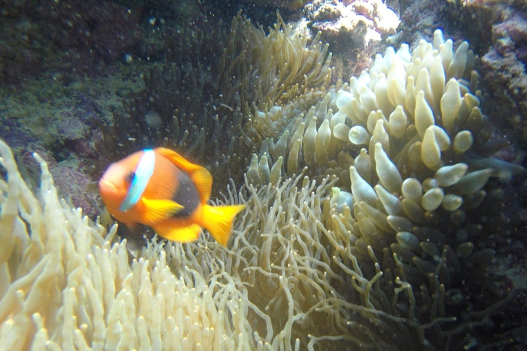 瓦努阿图：海龟与浮潜之旅（含午餐）瓦努阿图：海龟与浮潜之旅，含午餐