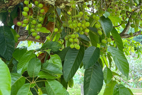 Penang: Ingresso para a fazenda de frutas tropicaisTour guiado pela fazenda - Ingresso para não malaios