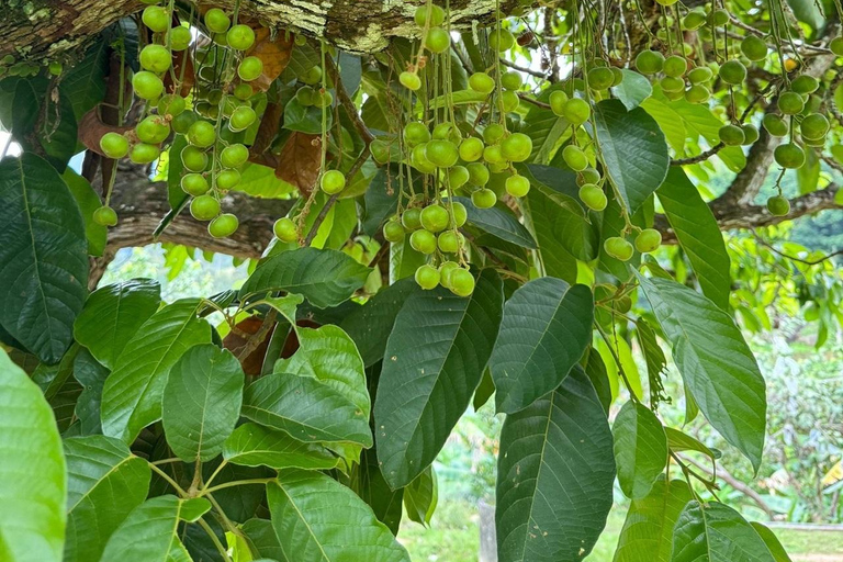 Penang: Ticket de entrada a la Granja de Frutas TropicalesTour guiado por la granja - Ticket de entrada malayo