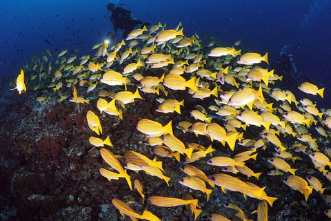 Nadar com tartarugas, pausa para o almoço em Zanzibar, caverna Kuza, The Rock