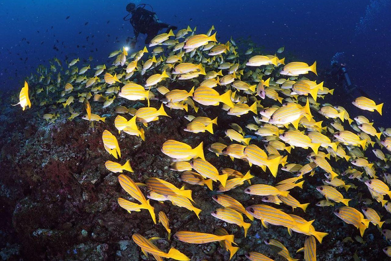 Floresta Jozani, almoço no The Rock, passeio de mergulho com snorkel em Mnemba