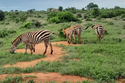 2-Day Tsavo East & Salt Lick Safari–Red Elephants & Treetop