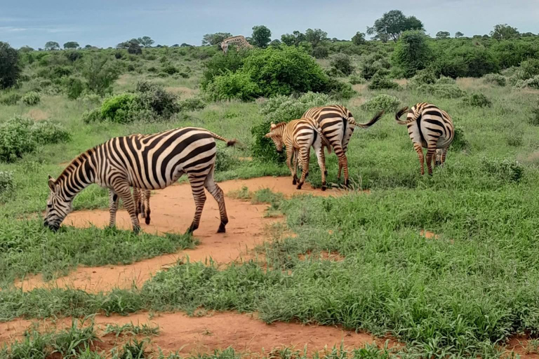 2-Day Tsavo East & Salt Lick Safari–Red Elephants & Treetop