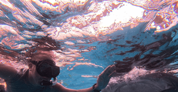 Bohol Whaleshark Watching