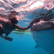 Bohol Whaleshark Watching