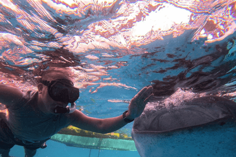 Bohol Whaleshark Watching - Image 3