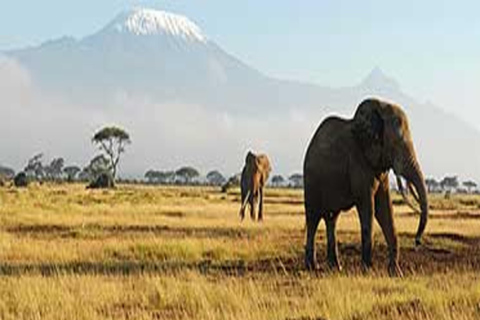 Safari di lusso di 4 giorni nel Parco Nazionale di Amboseli