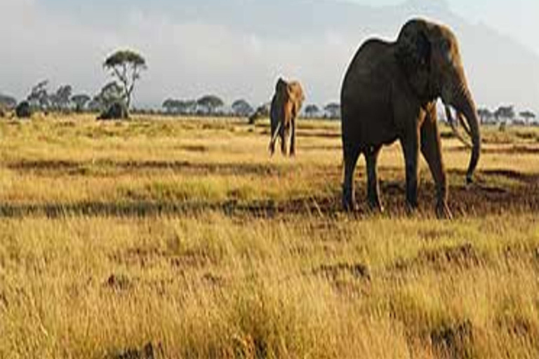 Safari di lusso di 4 giorni nel Parco Nazionale di Amboseli