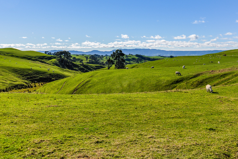 Depuis Auckland ou Rotorua : Hobbiton et Waitomo avec déjeunerD'Auckland à Auckland