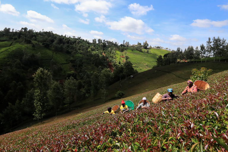 1-Day Purple Tea Farm Tour from Nairobi -Tea Tasting & lunch