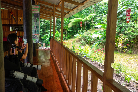 From Cusco: 4-Day Manu Cloud Forest Birdwatching Tour