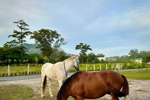 Phuket Beach Horseback Adventure Horse Riding 4:00 PM