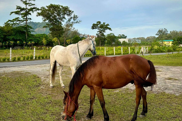 Phuket Beach Horseback Adventure Horse Riding 8:30 AM