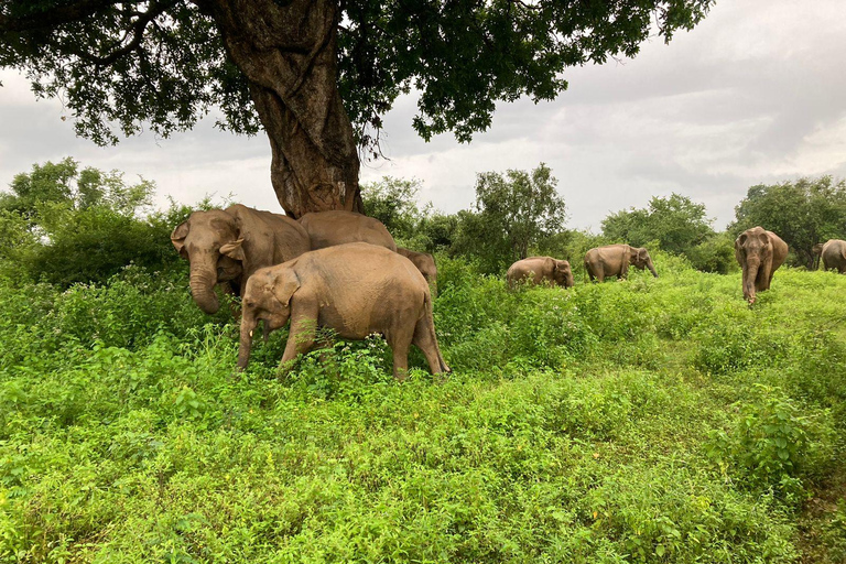 Desde Kandy Excursión a la fortaleza de la Roca del León de Sigiriya y al pueblo