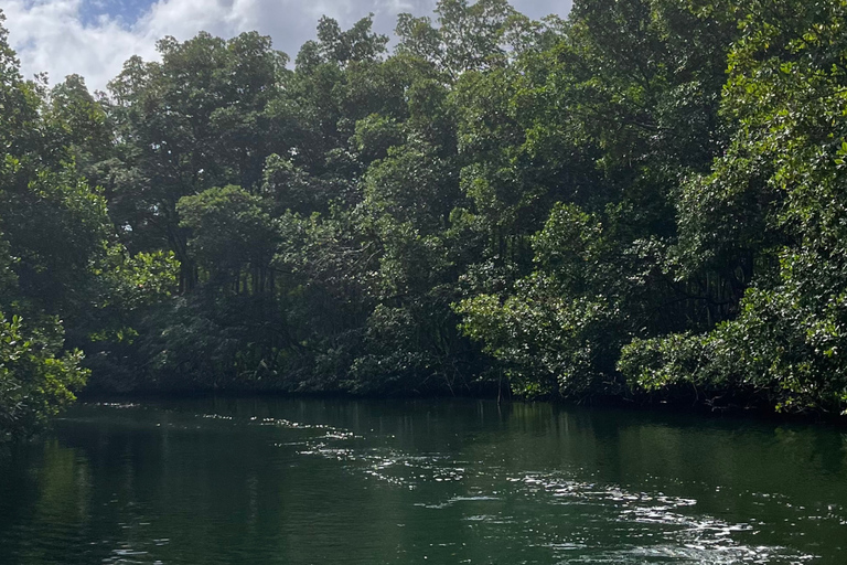 Explore the mangrove and Pointe Sable in Guadeloupe