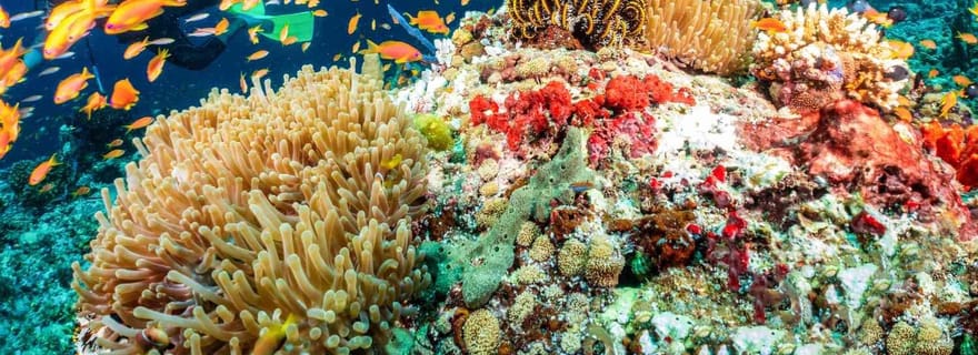 Bohol : première plongée sous-marine - aucune expérience requise